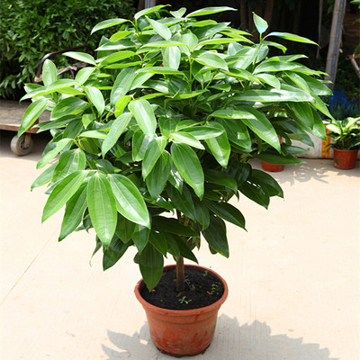 武漢辦公室植物養(yǎng)護(hù)室內(nèi)花卉租擺,公司盆景工廠園藝養(yǎng)護(hù)